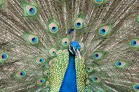 Brilliant Peacock
